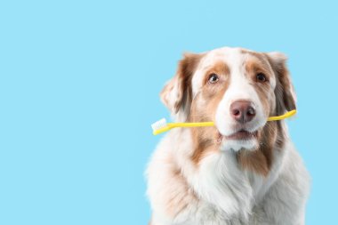 Mavi arka planda ağzında diş fırçası olan sevimli bir köpek.