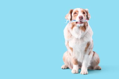 Mavi arka planda ağzında diş fırçası olan sevimli bir köpek.