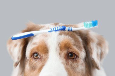 Gri arka planda diş fırçası olan sevimli bir köpek, yakın plan.