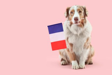 Pembe arka planda Fransa bayrağı olan şirin bir köpek.