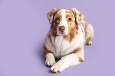 Tatlı Avustralya çoban köpeği leylak arka planda yatıyor.