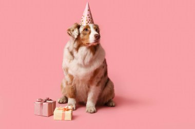 Pembe arka planda hediye kutuları olan parti şapkalı şirin Avustralya çoban köpeği.