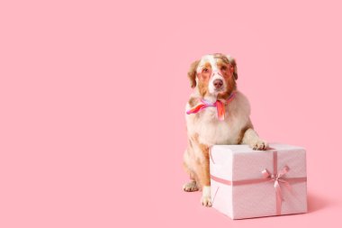 Şirin Avustralyalı çoban köpeği pembe arka planda doğum gününü kutluyor.