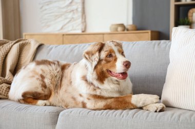 Sevimli Avustralyalı çoban köpeği evdeki kanepede yatıyor.