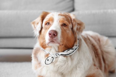 Şallı, sevimli Avustralya çoban köpeği evde yatıyor.