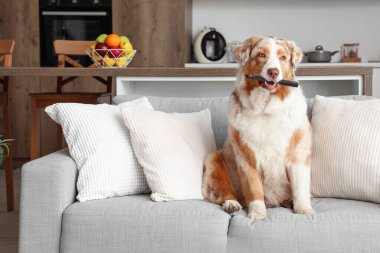 TV kumandalı sevimli Avustralya çoban köpeği evdeki kanepede oturuyor.