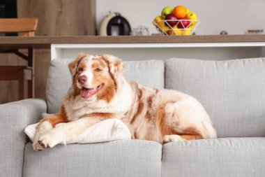 Sevimli Avustralyalı çoban köpeği evdeki kanepede yatıyor.
