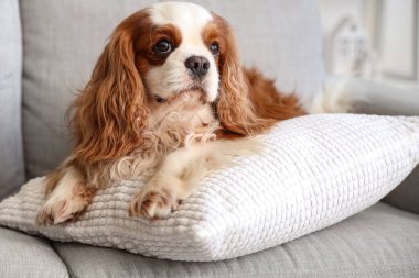 Şirin süvari Kral Charles evinde kanepede uzanmış yastıklı spaniel.