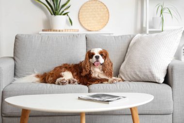 Cute cavalier King Charles spaniel lying on sofa at home