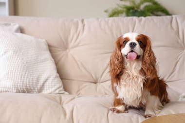 Şirin şövalye Kral Charles, evdeki kanepede oturuyor.