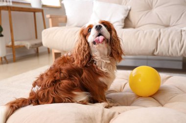 Sevimli şövalye Kral Charles evdeki evcil hayvan yatağında elinde oyuncak topla yatıyor.