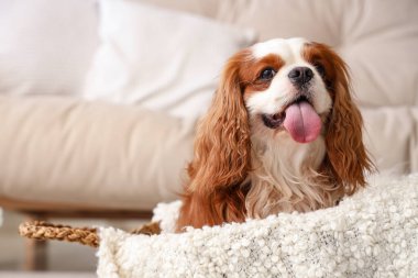 Hoş süvari Kral Charles spaniel evde sepette oturuyor.