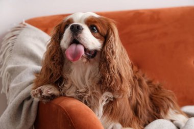 Şirin süvari Kral Charles spaniel battaniyesiyle evdeki kanepede yatıyor.
