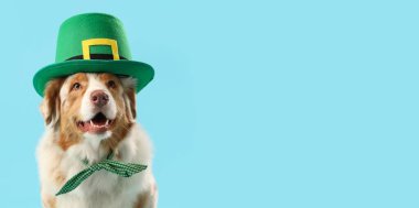 Leprikon şapkalı Avustralya çoban köpeği açık mavi arka planda ve yazı için yeri var. Aziz Patrick Günü kutlaması