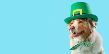 Leprikon şapkalı şirin Avustralyalı çoban köpeği açık mavi arka planda ve yazı için yeri var. Aziz Patrick Günü kutlaması