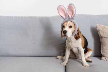 Paskalya günü evde tavşan kulaklı sevimli Beagle köpeği.