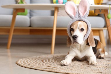 Paskalya günü evde yatan tavşan kulaklı sevimli Beagle köpeği.