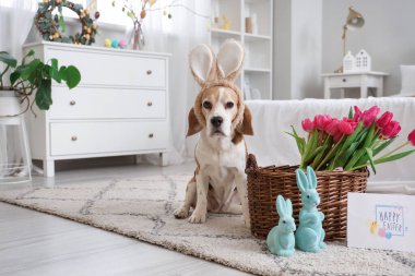 Paskalya tavşanları, kart ve laleleri olan sevimli Beagle köpeği yatak odasında.