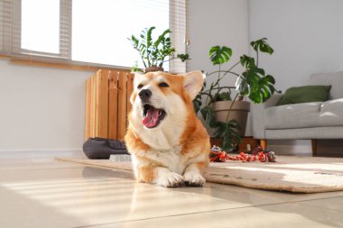 Evcil yatağı ve oyuncağı olan sevimli Corgi köpeği evde yatıyor.