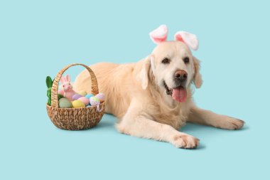 Mavi arka planda Paskalya yumurtaları olan tavşan kulaklı şirin Labrador köpeği.