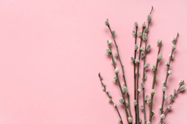 Pussy willow branches on pink background. Easter celebration