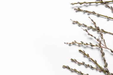 Pussy willow branches on white background. Easter celebration
