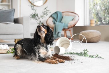 Dağınık çiçekli yaramaz cocker spanyel dağınık oturma odasında yerde yatıyor.