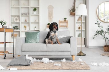 Pis oturma odasındaki kanepede yırtık yastıklı yaramaz cocker spaniel.