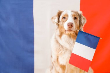 Fransa bayrağına karşı sevimli bir köpek