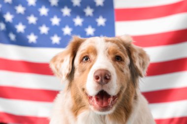 Amerikan bayrağına karşı sevimli bir köpek.