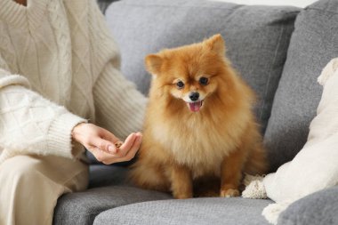 Pomeranya köpeğini evdeki kanepede besleyen bir kadın.