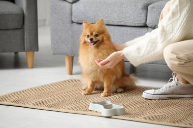 Pomeranya köpeğini evde besleyen güzel bir kadın.