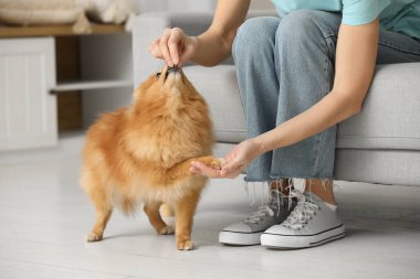 Pomeranya köpeğini evde besleyen güzel bir kadın.