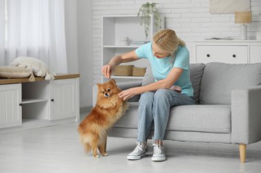 Olgun bir kadın evdeki kanepede sevimli Pomeranya köpeğini besliyor.