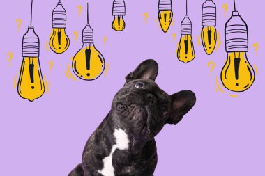 Ampulleri ve leylak arkaplanda ünlem işaretleri olan sevimli Fransız bulldog.