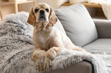 Şirin Cocker Spaniel evdeki kanepede