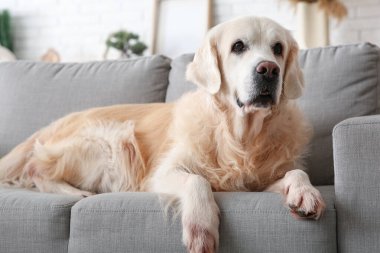 Şirin Labrador köpeği evdeki gri kanepede yatıyor.
