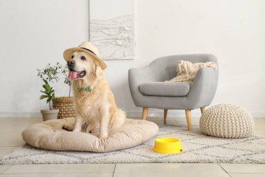 Evdeki evcil hayvan yatağında papyonlu şirin Labrador köpeği.