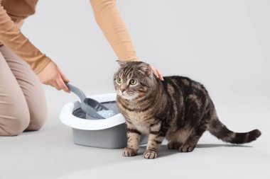 Gri arkaplandaki kedi kumu kutusunun sahibi