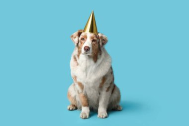 Mavi arka planda altın parti şapkalı şirin Avustralyalı çoban köpeği