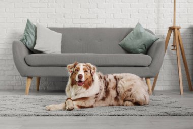 Sevimli Avustralyalı çoban köpeği evde halının üzerinde yatıyor.