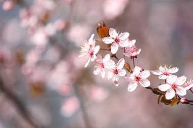 Güzel çiçek açan ağaç dalı ilkbahar günü açık havada.