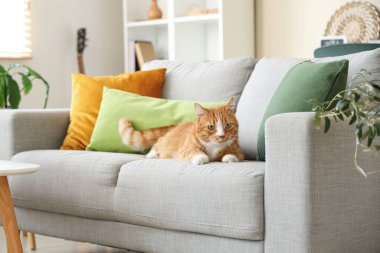 Evdeki yumuşak kanepede yatan tatlı kırmızı kedi.