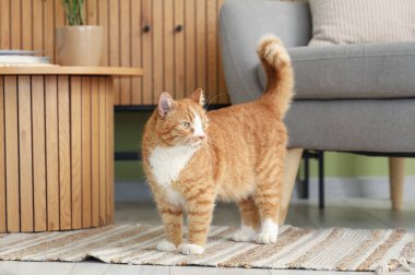 Evdeki halının üzerinde sevimli kırmızı kedi.