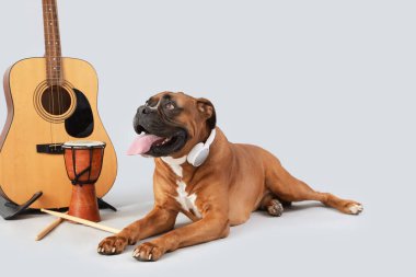 Kulaklıklı boksör köpeği ve arka planda müzik aletleri var.