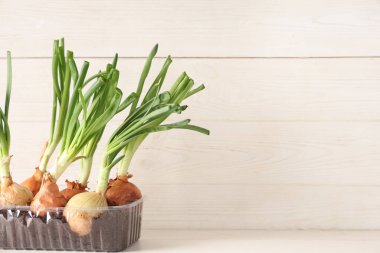 Beyaz ahşap arka planda ekilmiş yeşil soğanlı plastik kap.