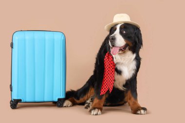 Cute Bernese mountain dog with suitcase on beige background