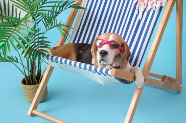 Sevimli Beagle köpeği, mavi arka planda, bitkinin yanında, gözlüklü güverte sandalyesinde uzanıyor.