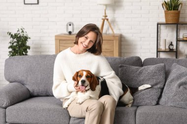 Sevimli Beagle köpeği evdeki rahat kanepede genç kadın bacaklarının üzerinde yatıyor.