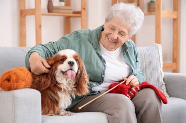 Hoş süvari Kral Charles 'ın evdeki kanepede örgü ördüğü son sınıf öğrencisi kadın.